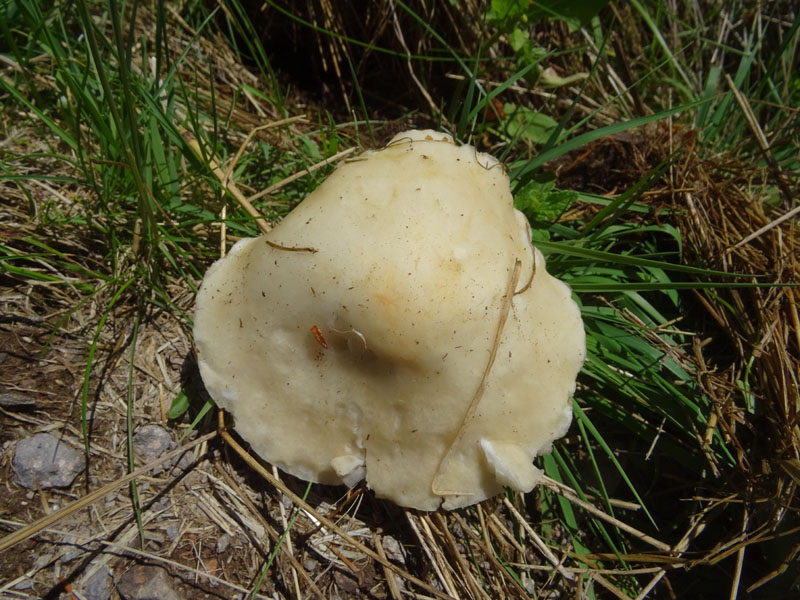 Catena dei Lagorai...da Pergine al Passo del Manghen